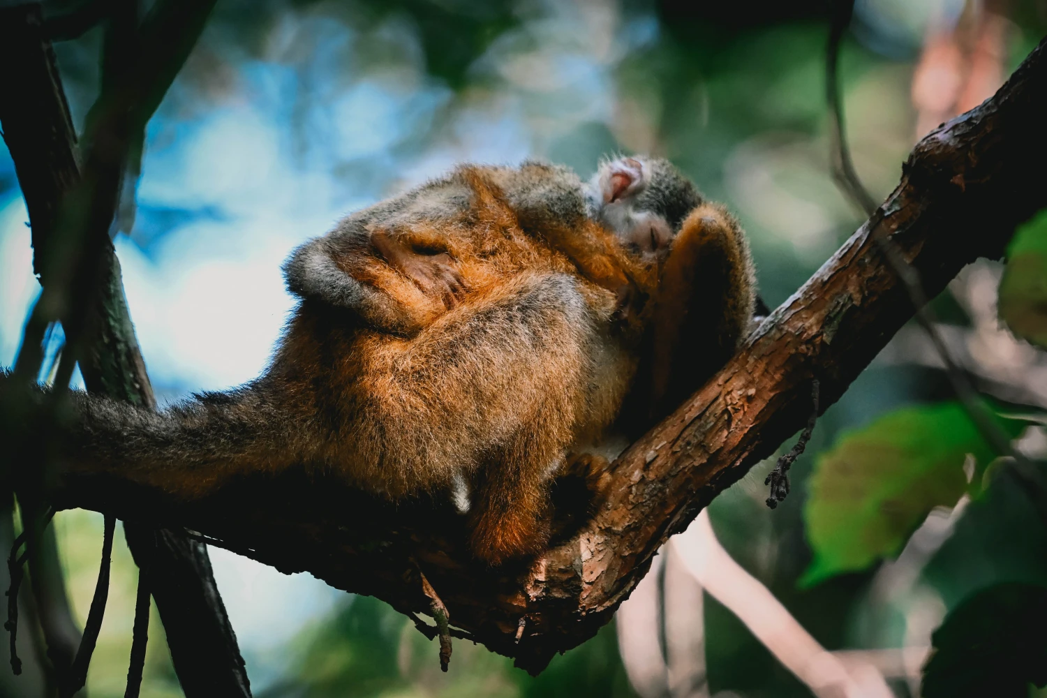 Aapje met baby in Corcovado