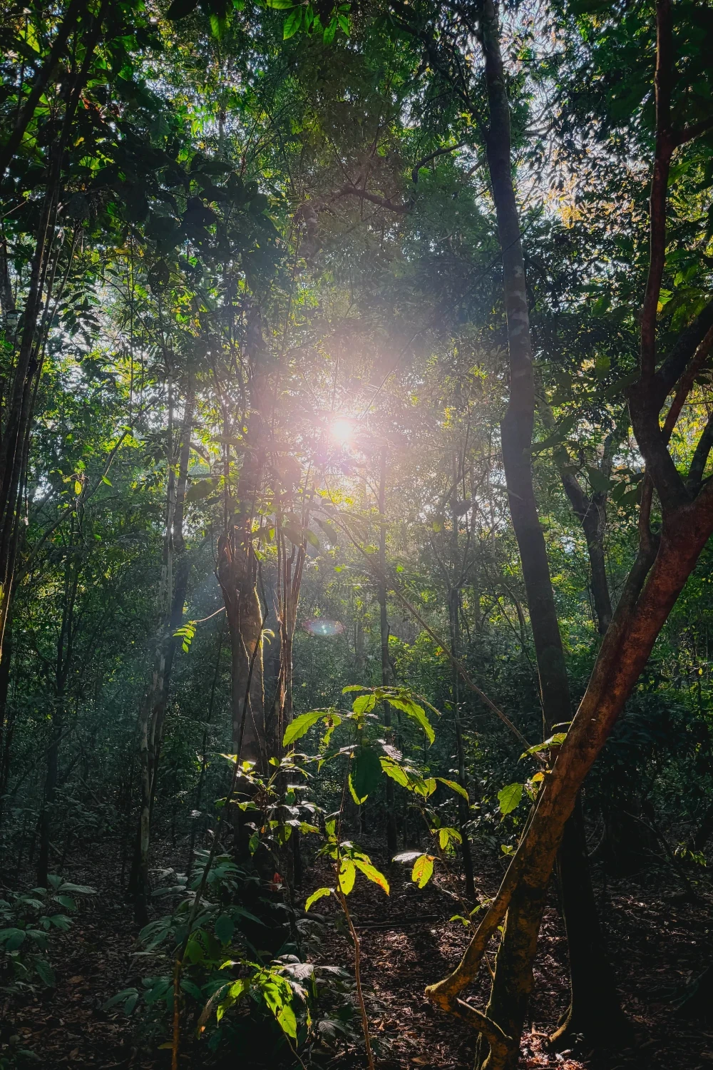 Corcovado National Park