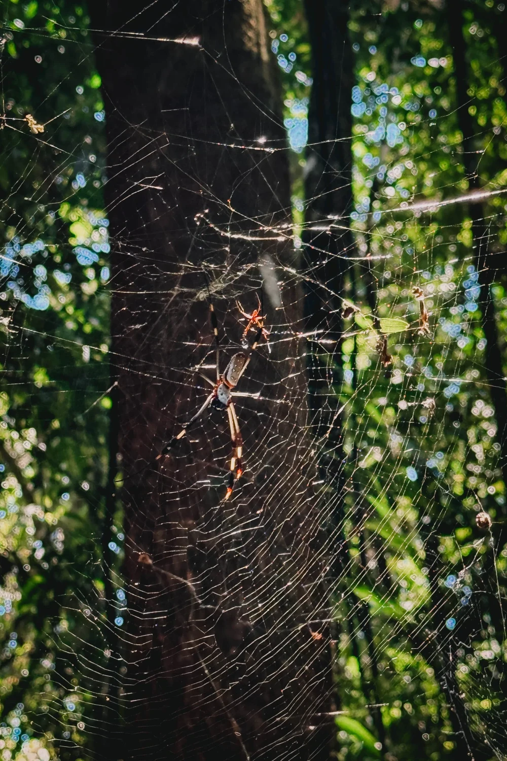 Corcovado National Park