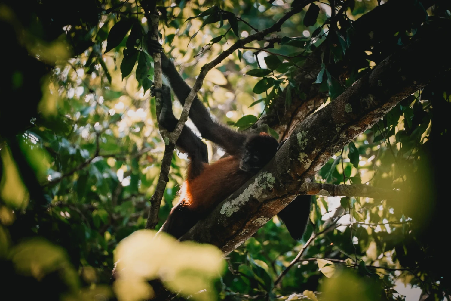 Corcovado National Park