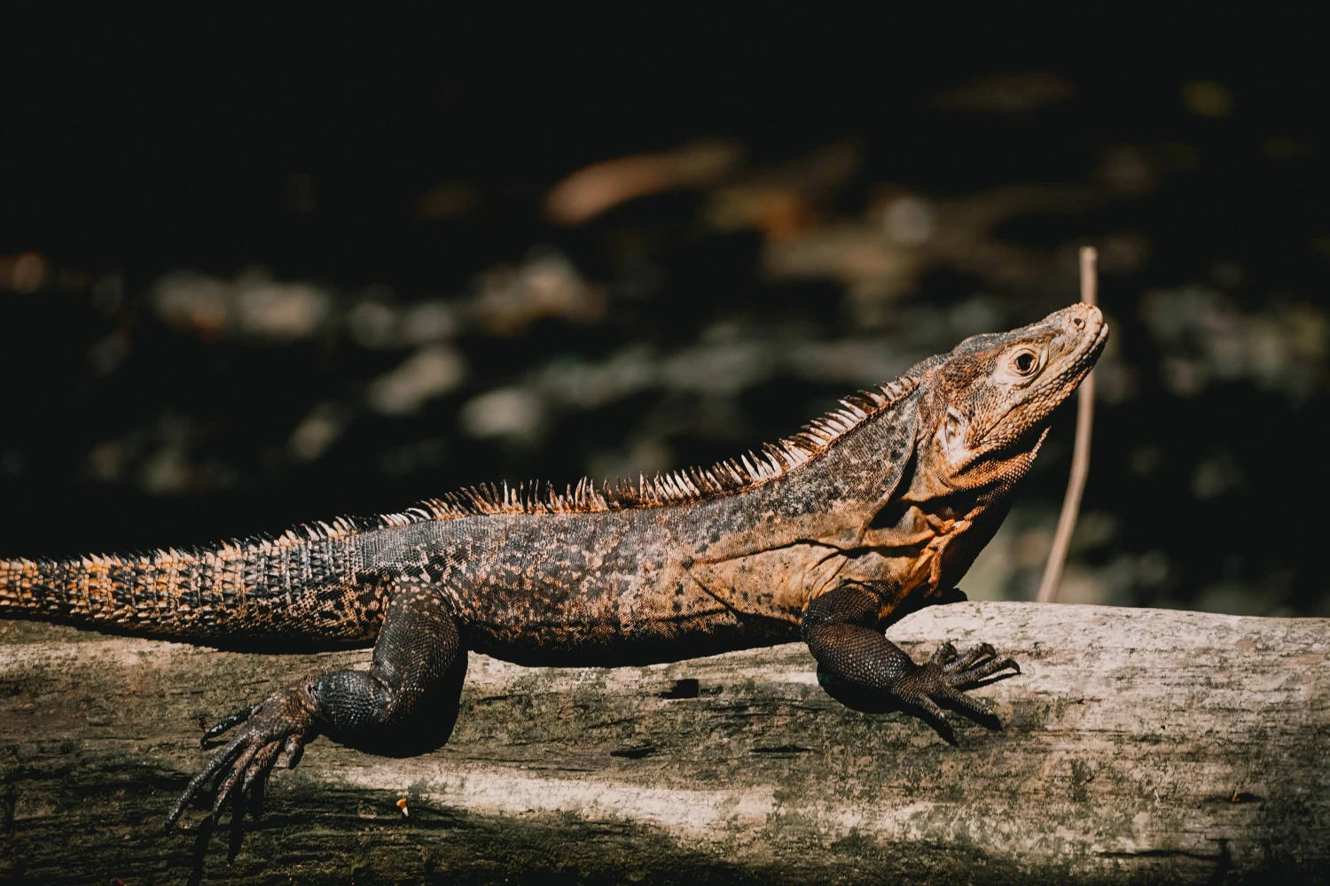Corcovado National Park