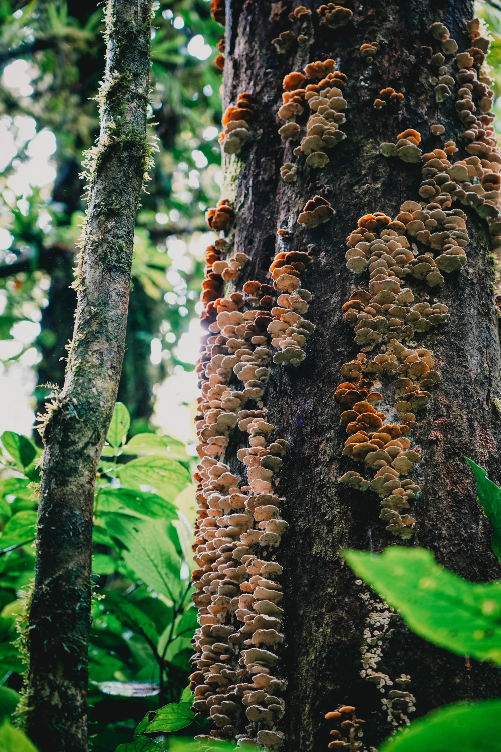 Jungle in Monteverde