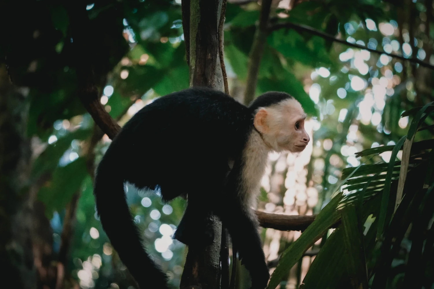 Aapje in Manuel Antonio