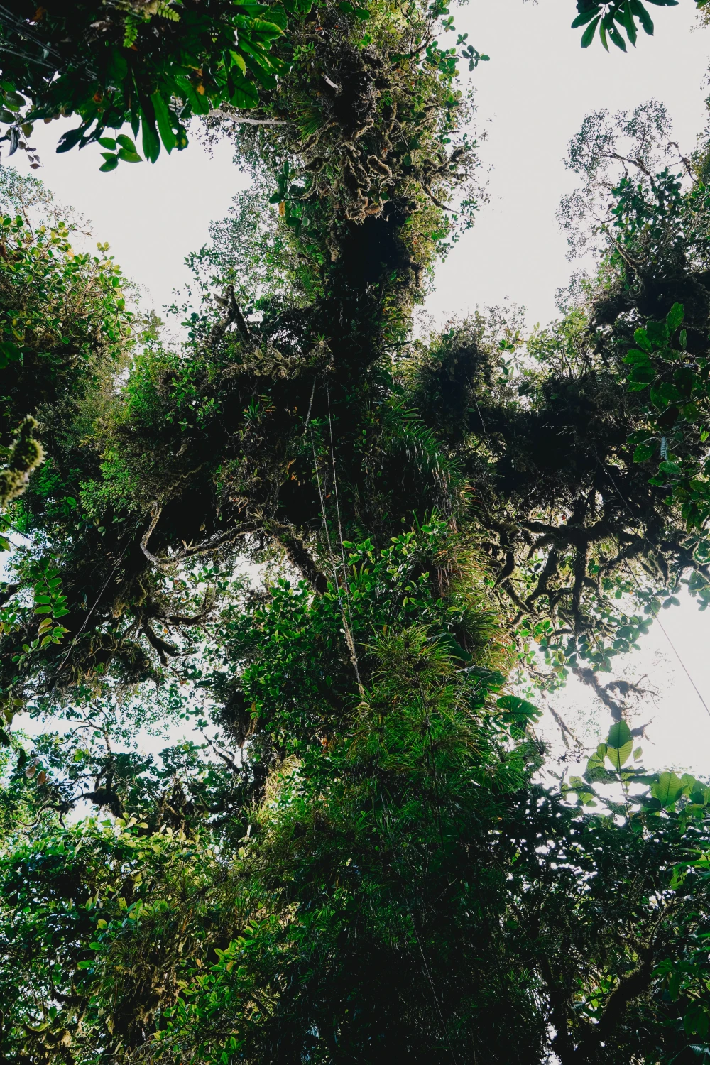 Jungle in Costa Rica