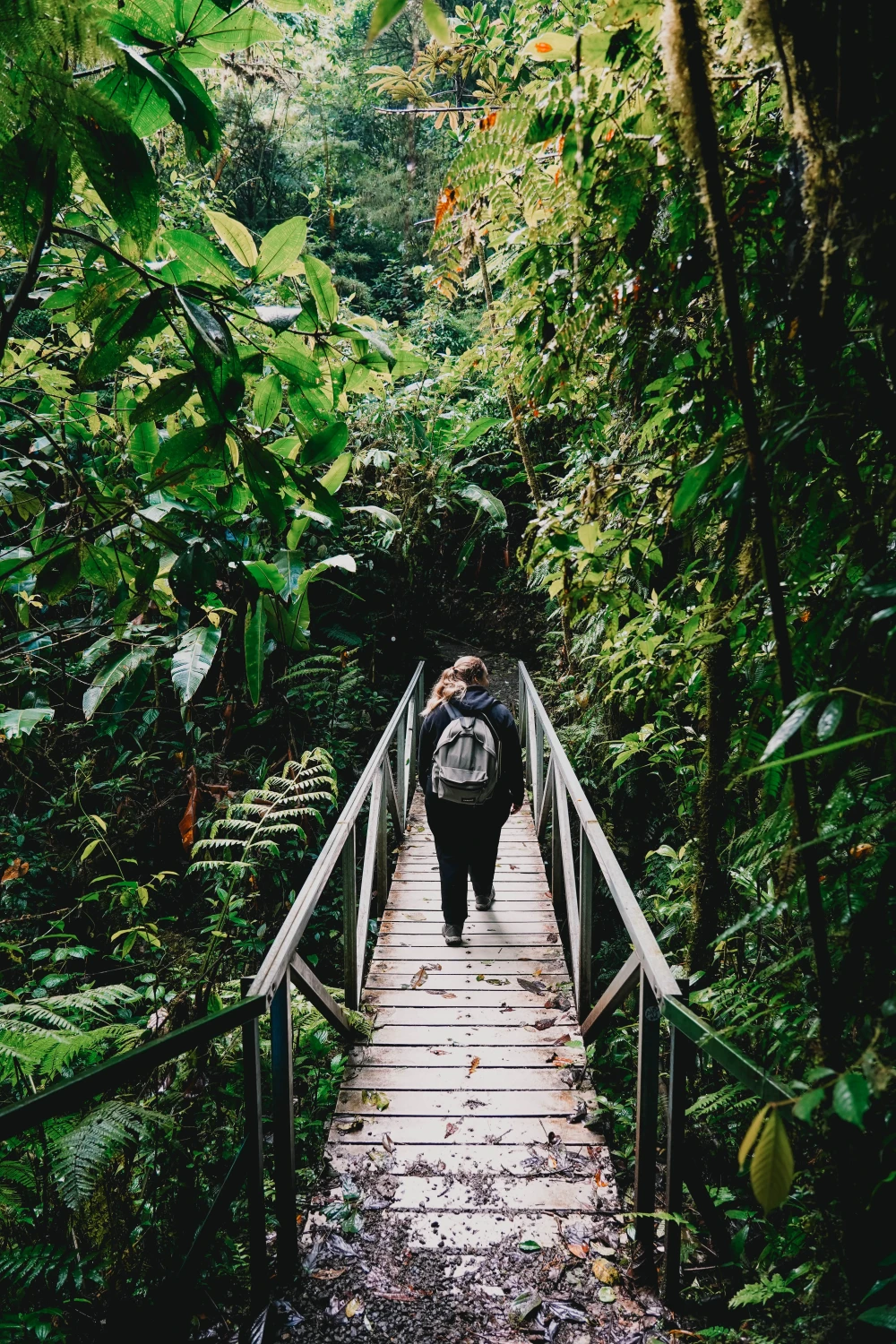 Jungle in Costa Rica