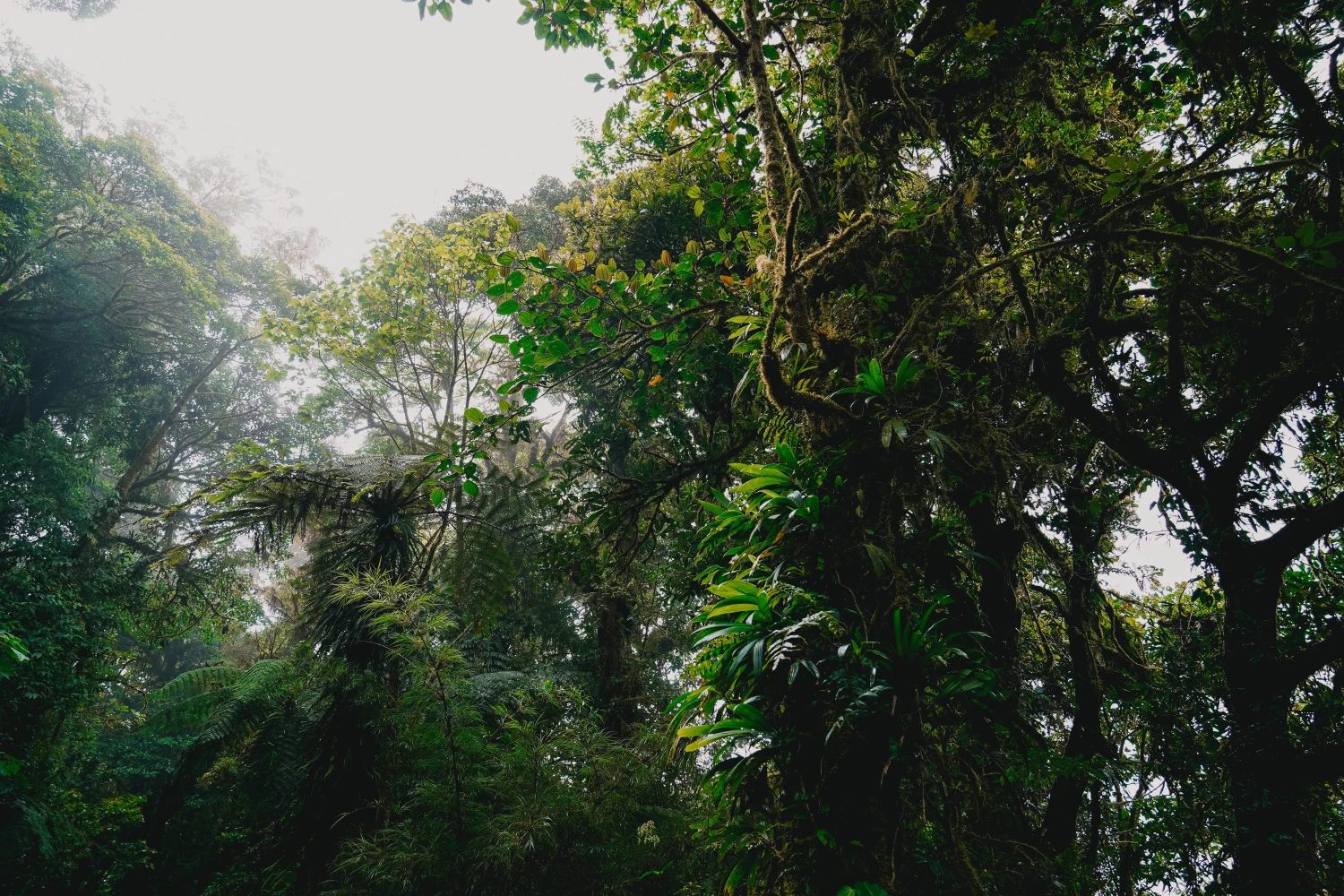 Jungle in Costa Rica