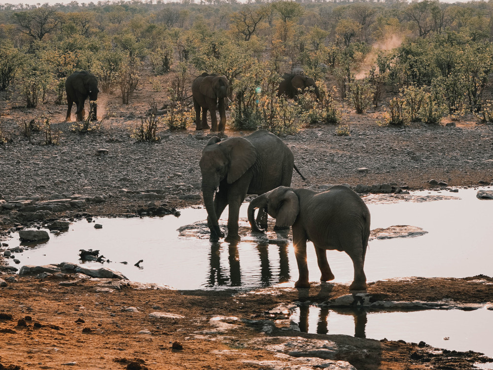 Badge - Etosha