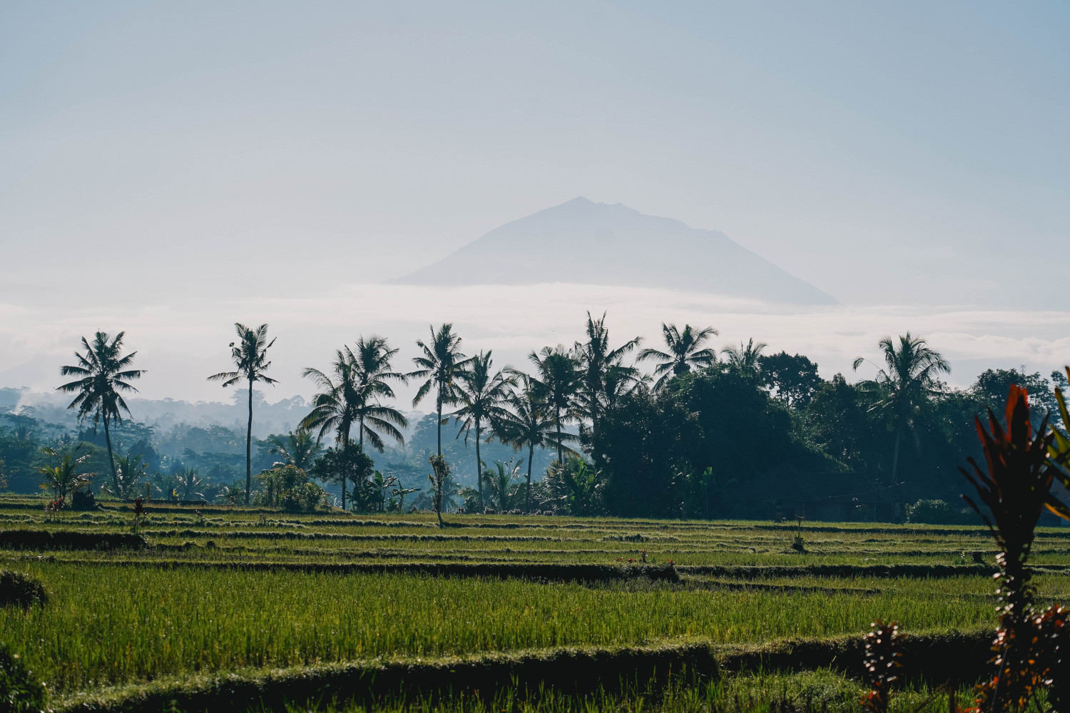 Rijstvelden in Bali